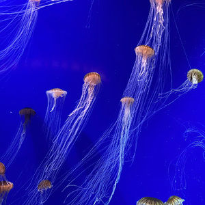 Meet your Posher, Viktoriya